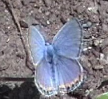 Acmon Blue, Plebejus acmon