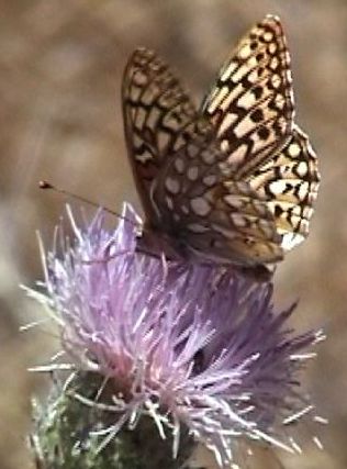 ComstocksFritillary3.jpg