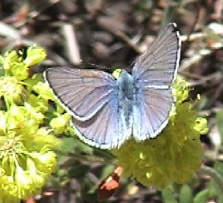 Blue Copper, Lycaena heteronea