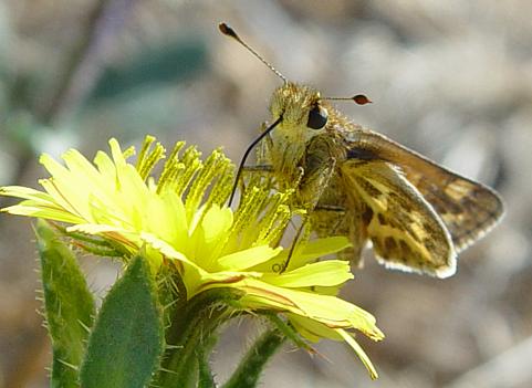 SandhillSkipper5.jpg