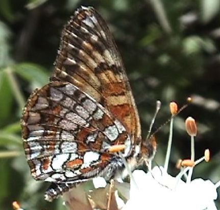 Checkerspot3.jpg