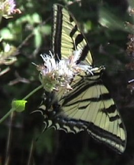 Swallowtail.jpg