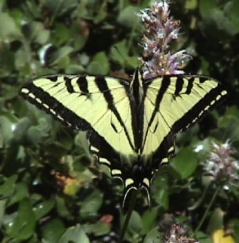 Swallowtail2.jpg