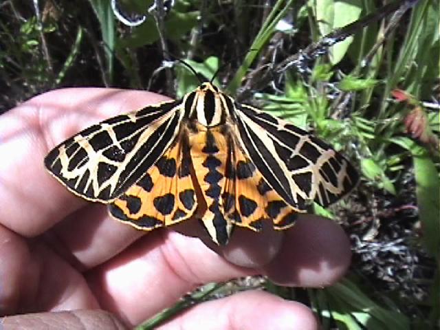 OrnateTigerMoth.jpeg