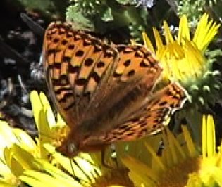 MyrtleFritillary.jpg