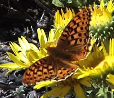 MyrtleFritillary2.jpg