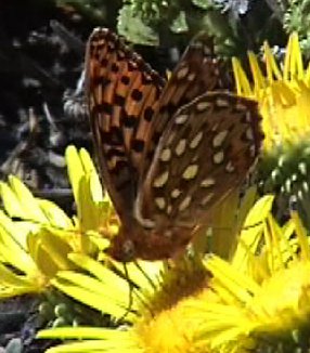 MyrtleFritillary3.jpg