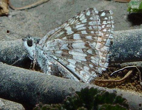 CheckeredSkipper.jpg