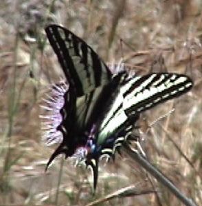 Swallowtail.jpg