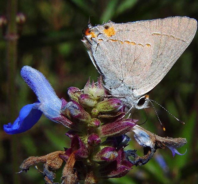 GrayHairstreak.jpg