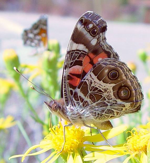 American Lady, Vanessa virginiensis