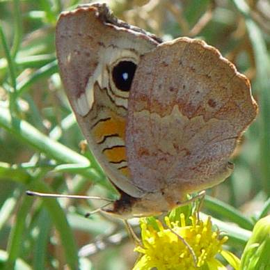 CommonBuckeye.jpg