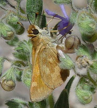 WoodlandSkipper5.jpg