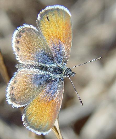 PygmyBlue.jpg