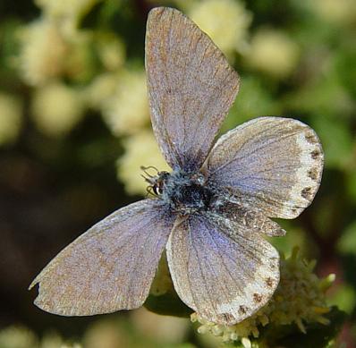 worn Acmon Blue, Plebejus acmon