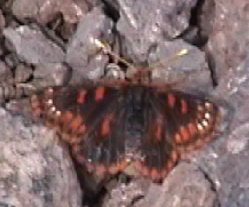 Checkerspot.jpg