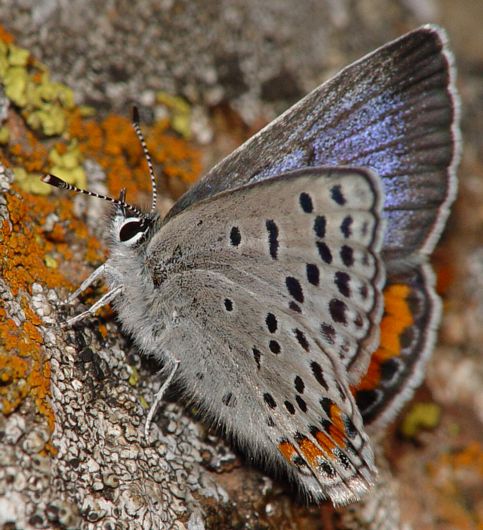 Acmon Blue female, Plebejus acmon 'cottlei'