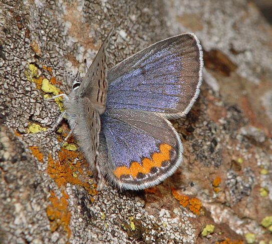 Acmon Blue female, Plebejus acmon 'cottlei'