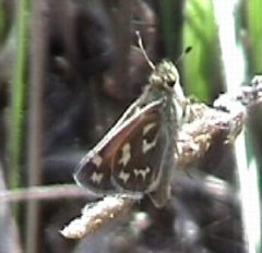 CommonBrandedSkipper.jpg