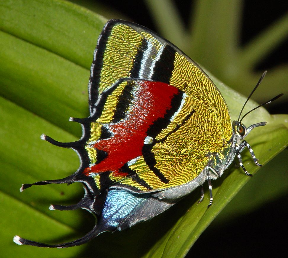 Evenus draudti hairstreak, underside