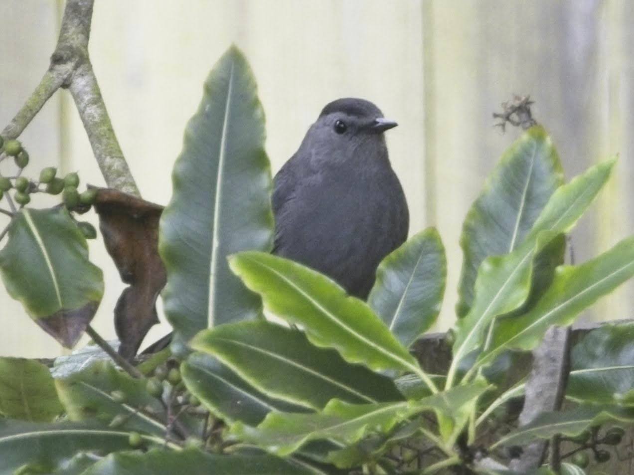 Gray Catbird