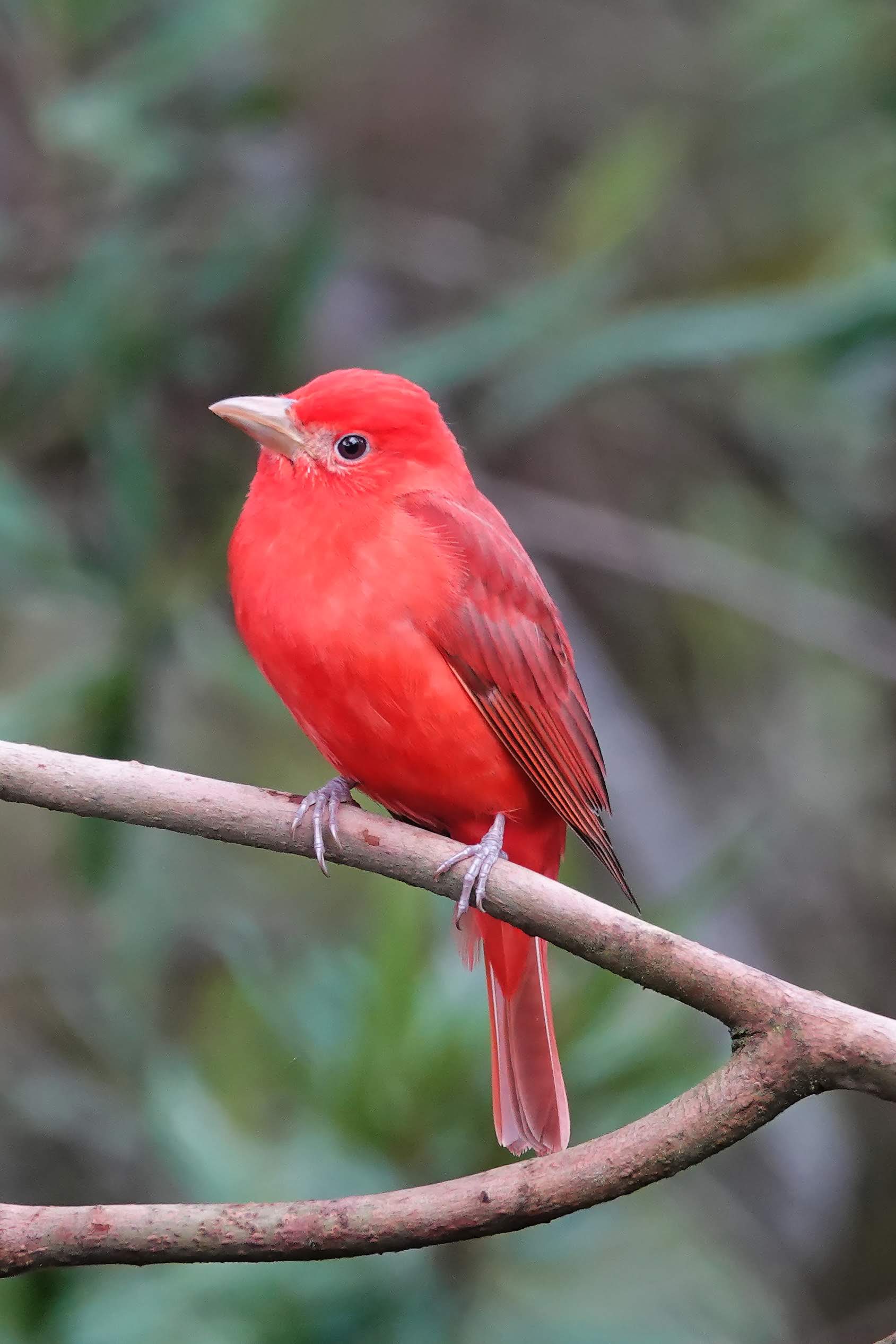 Summer Tanager