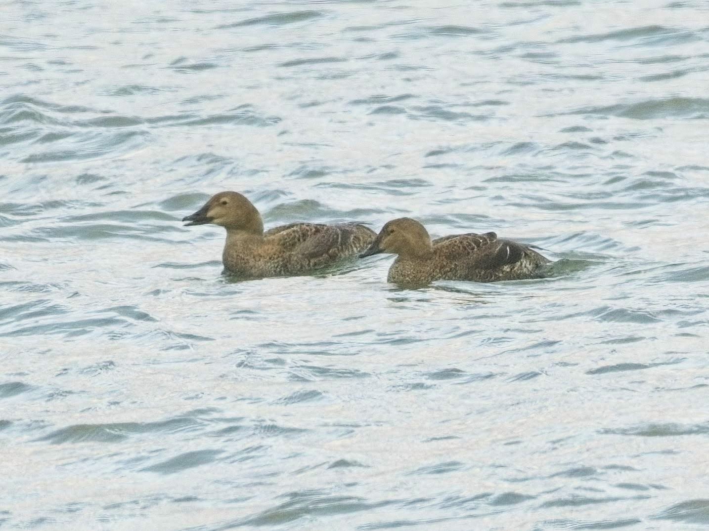 King Eiders
