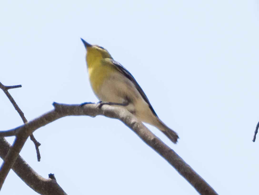 Yellow-throated Vireo