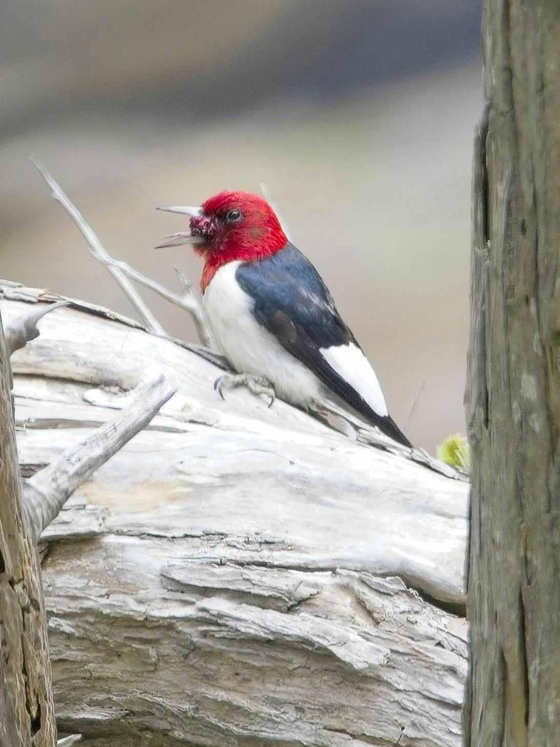 Red-headed Woodpecker