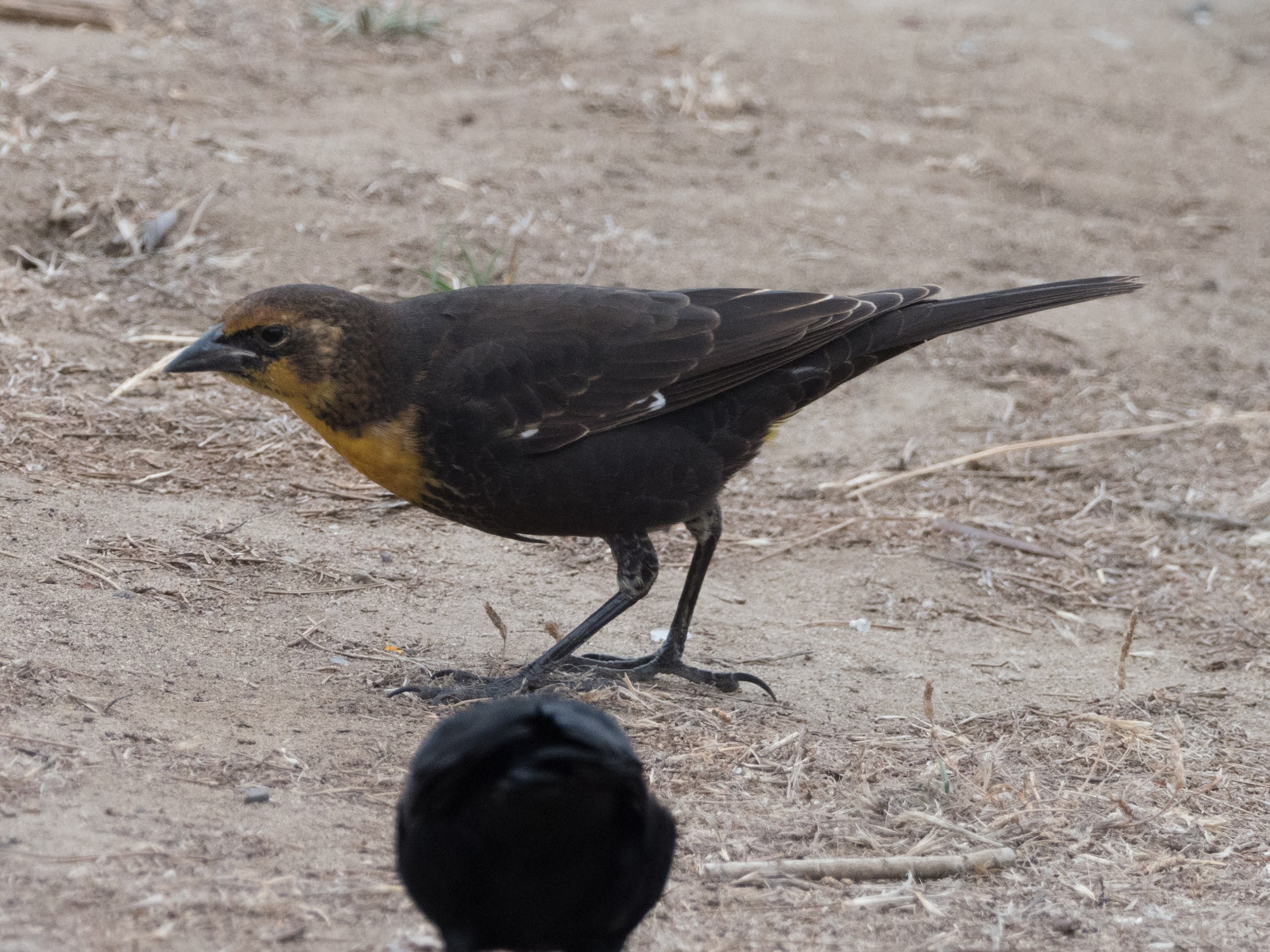 Yellow-headed Blackbird