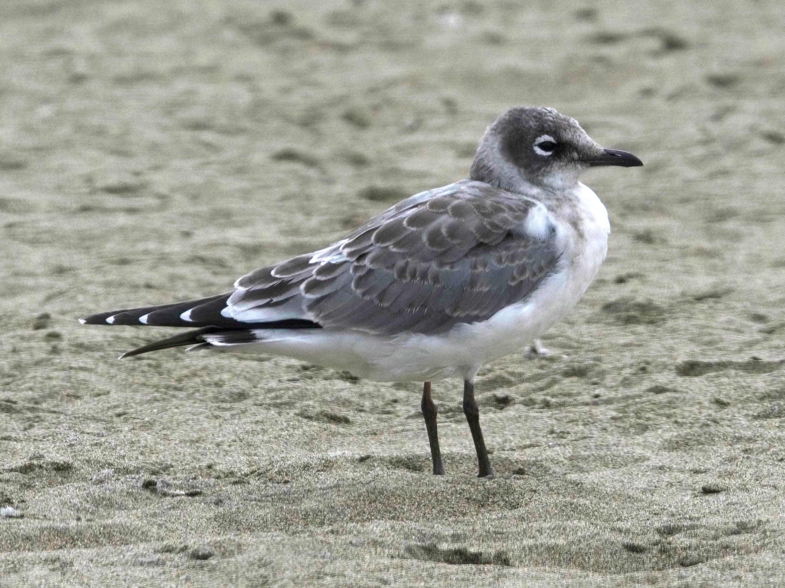 Franklin's Gull