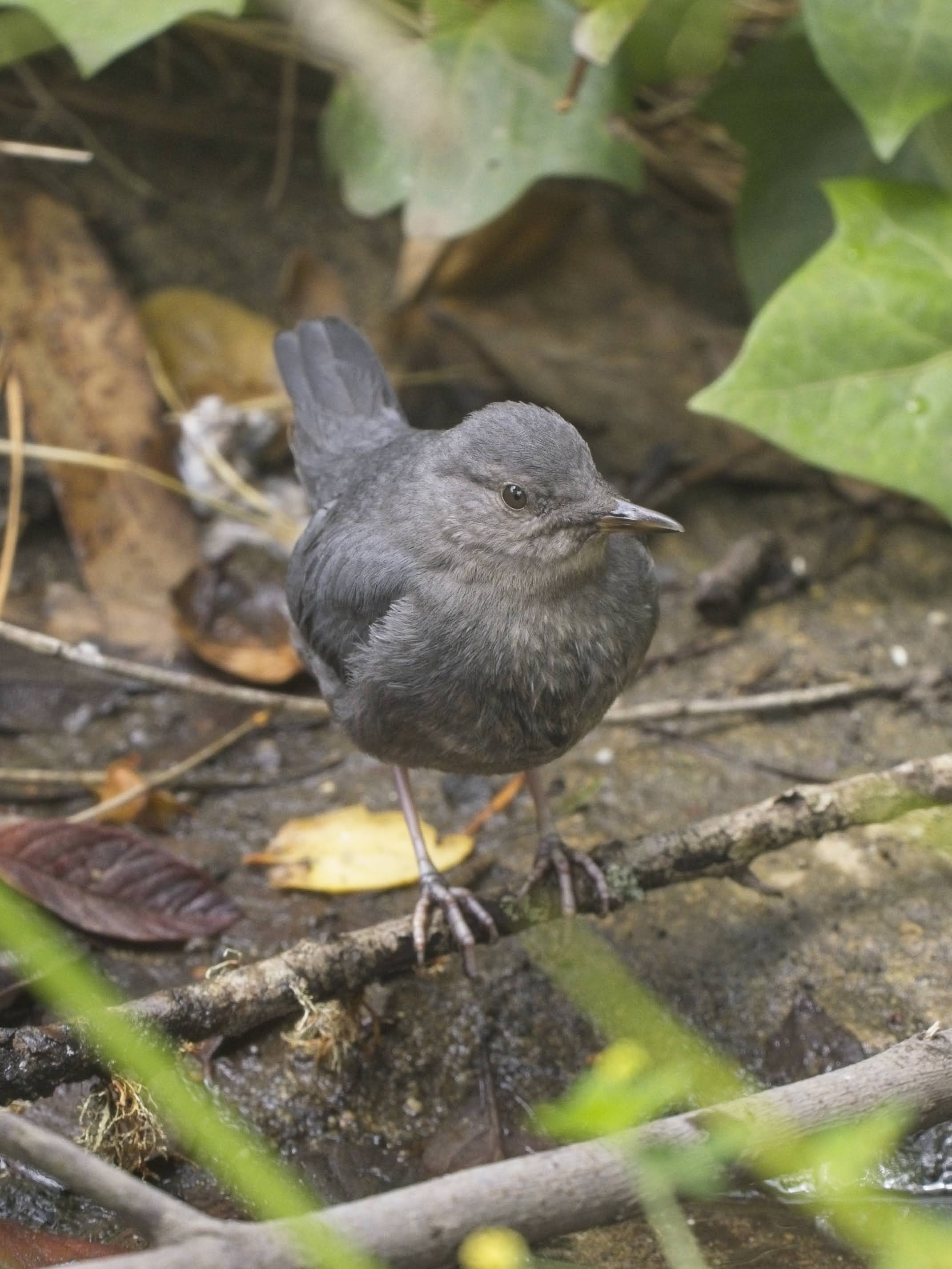 American Dipper