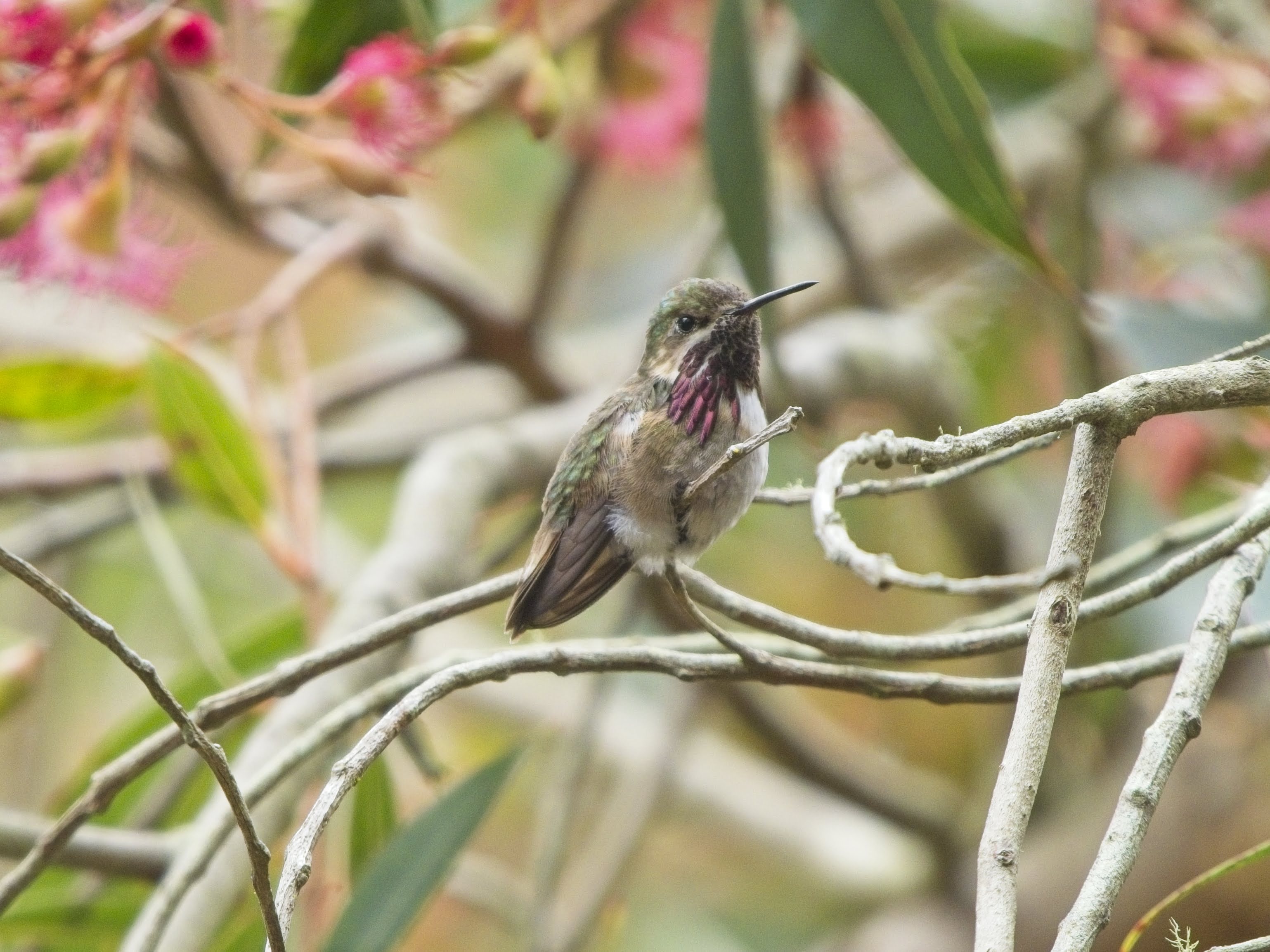 Calliope Hummingbird