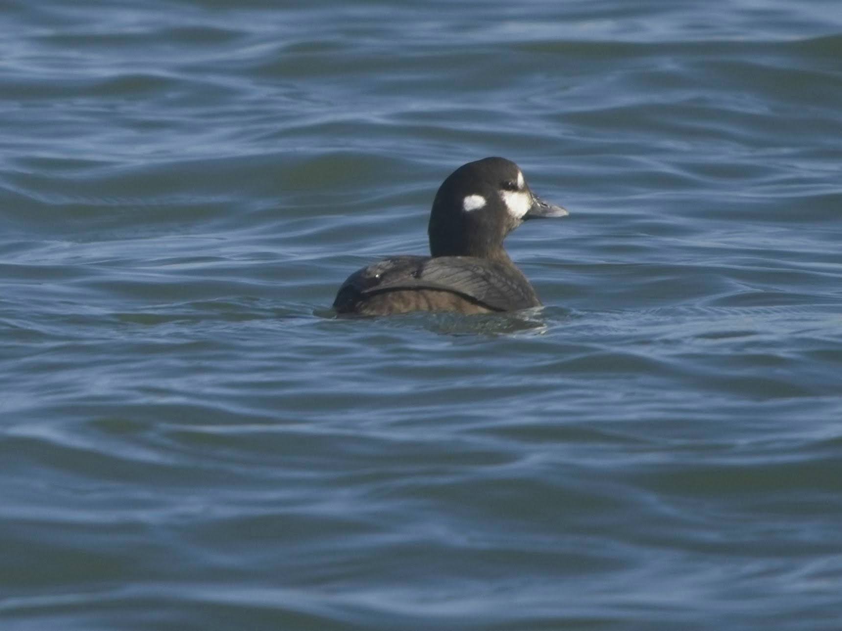 Harlequin Duck