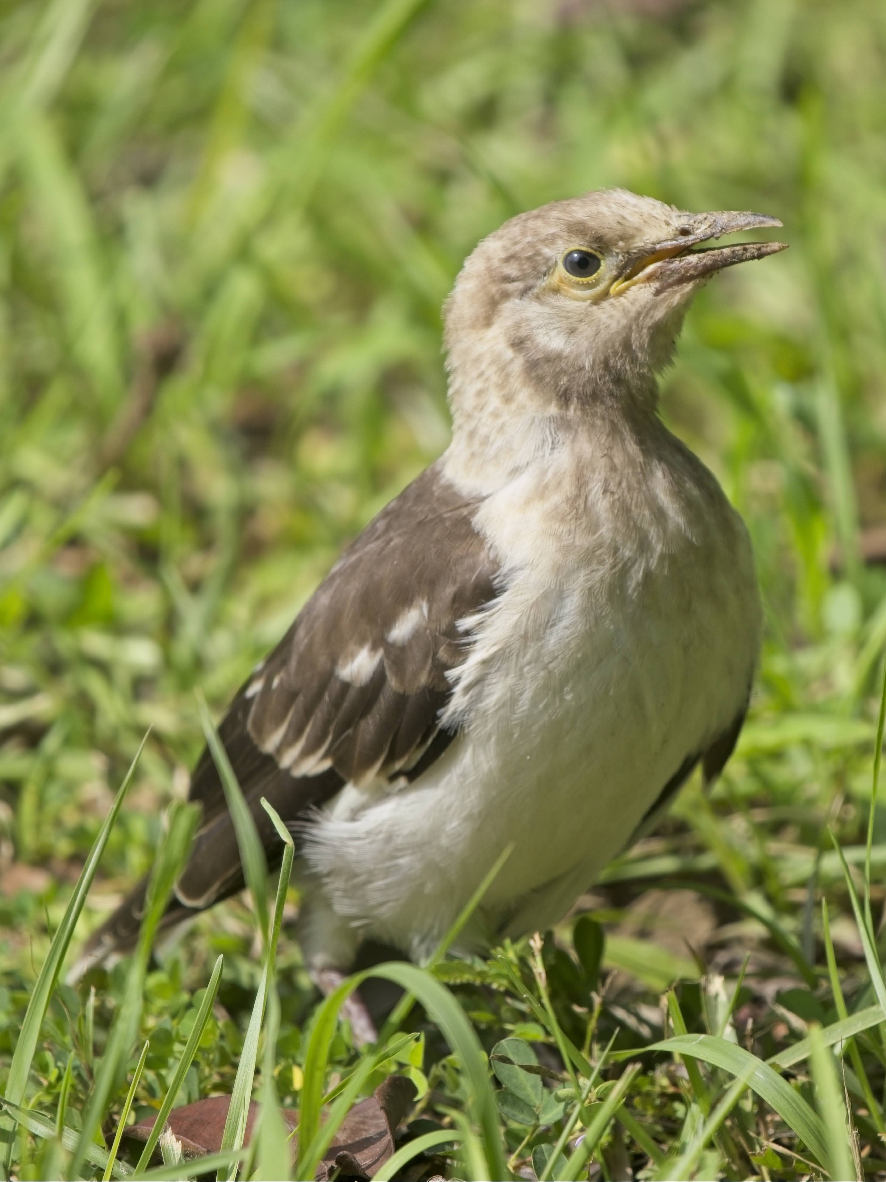 Black-collared Starling