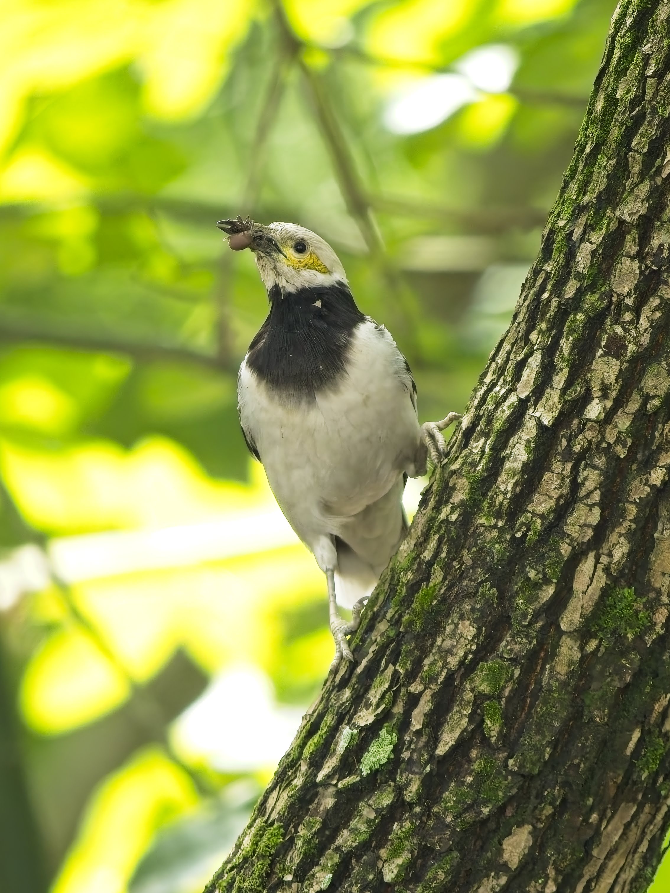 Black-collared Starling