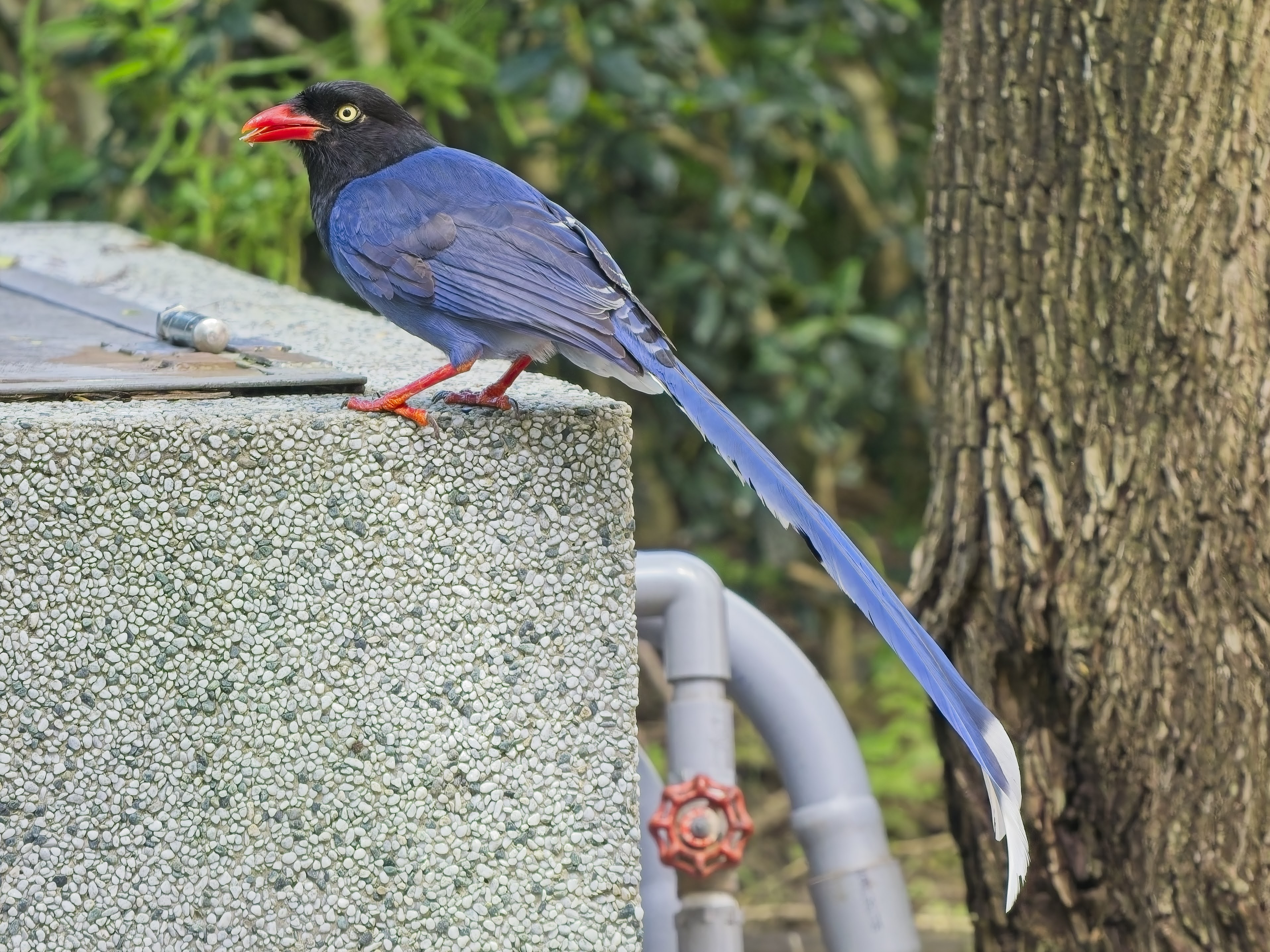 Taiwan Blue Magpie