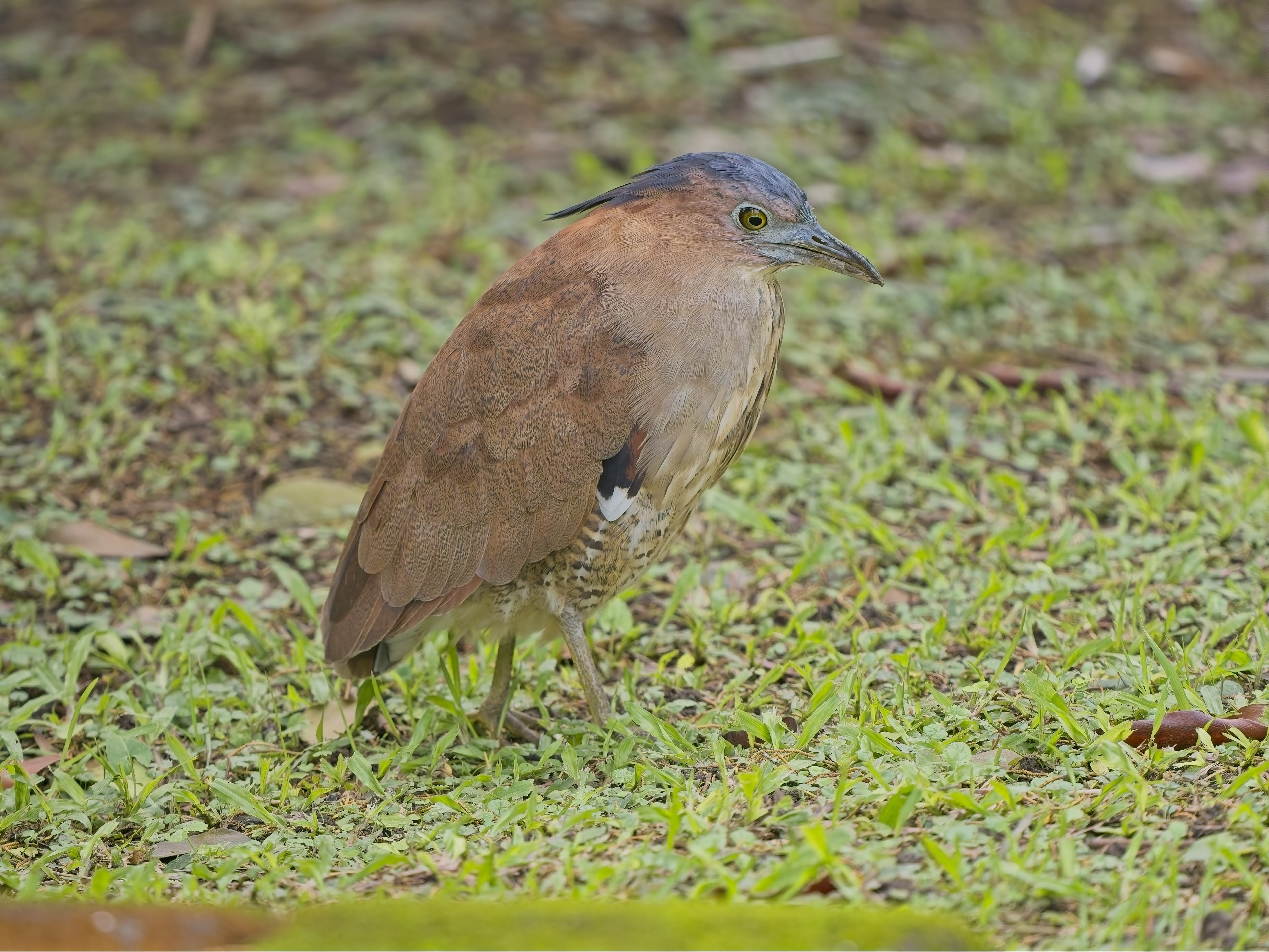 Malayan Night-Heron