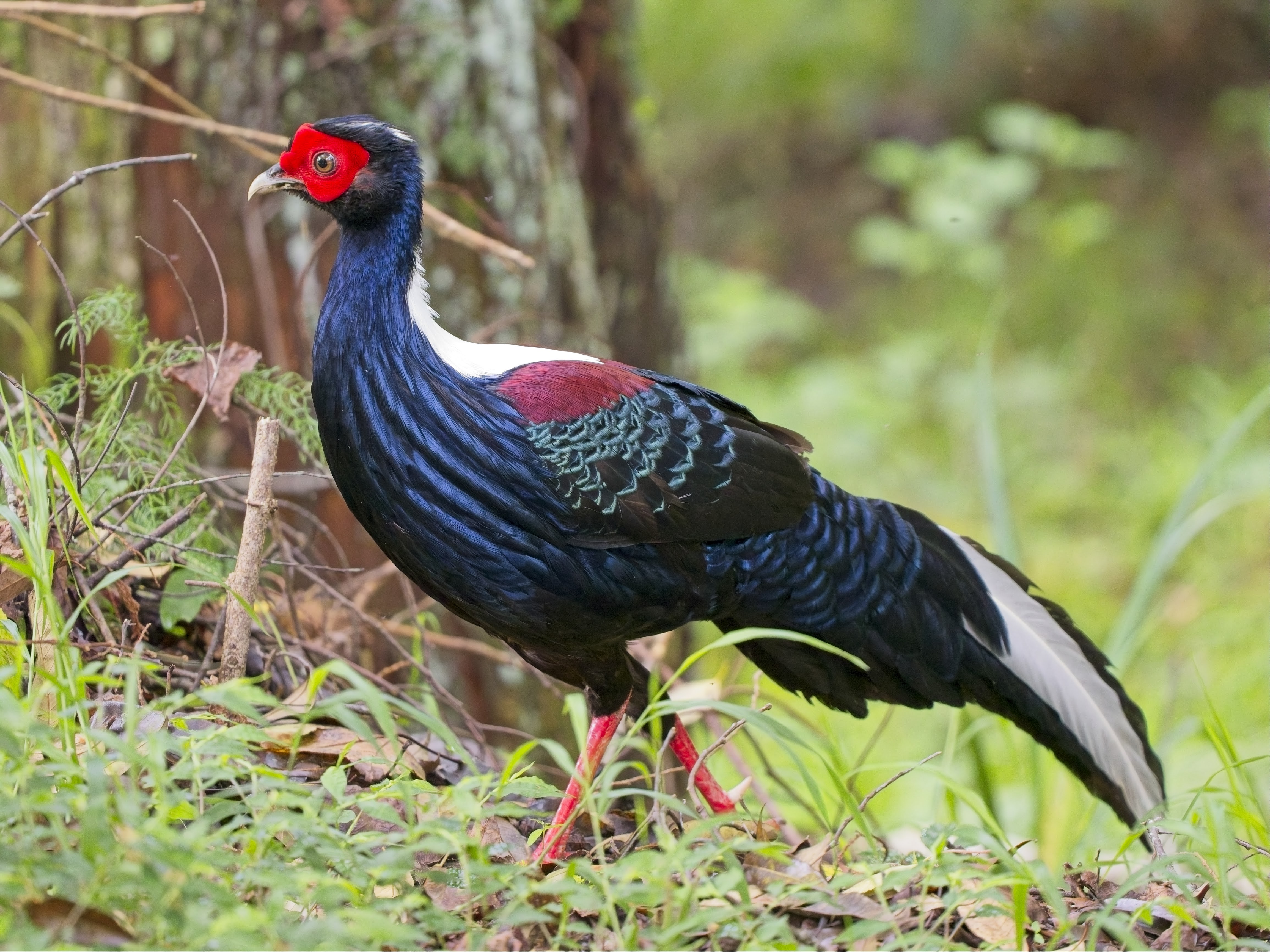 Swinhoe's Pheasant