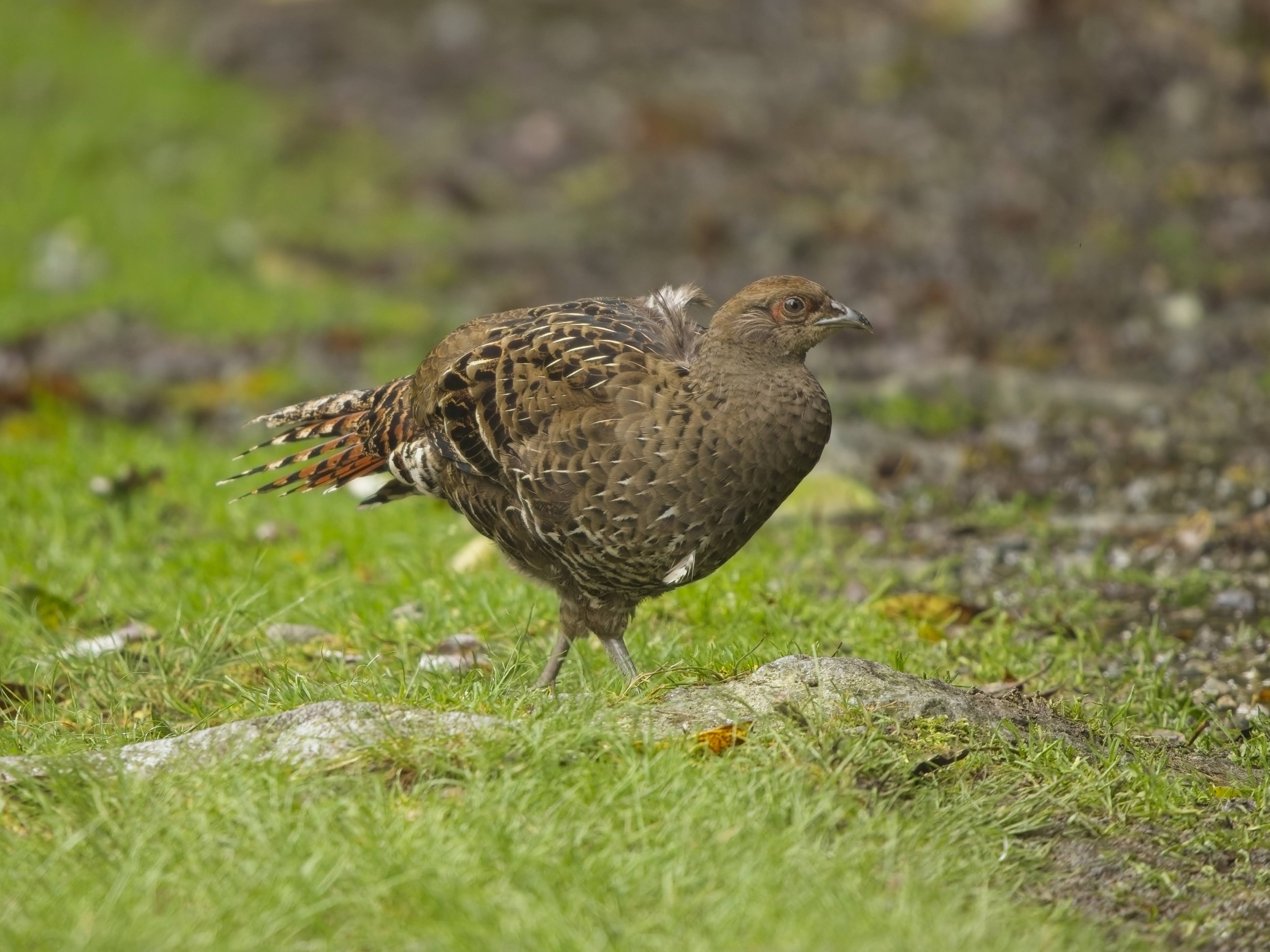 Mikado Pheasant