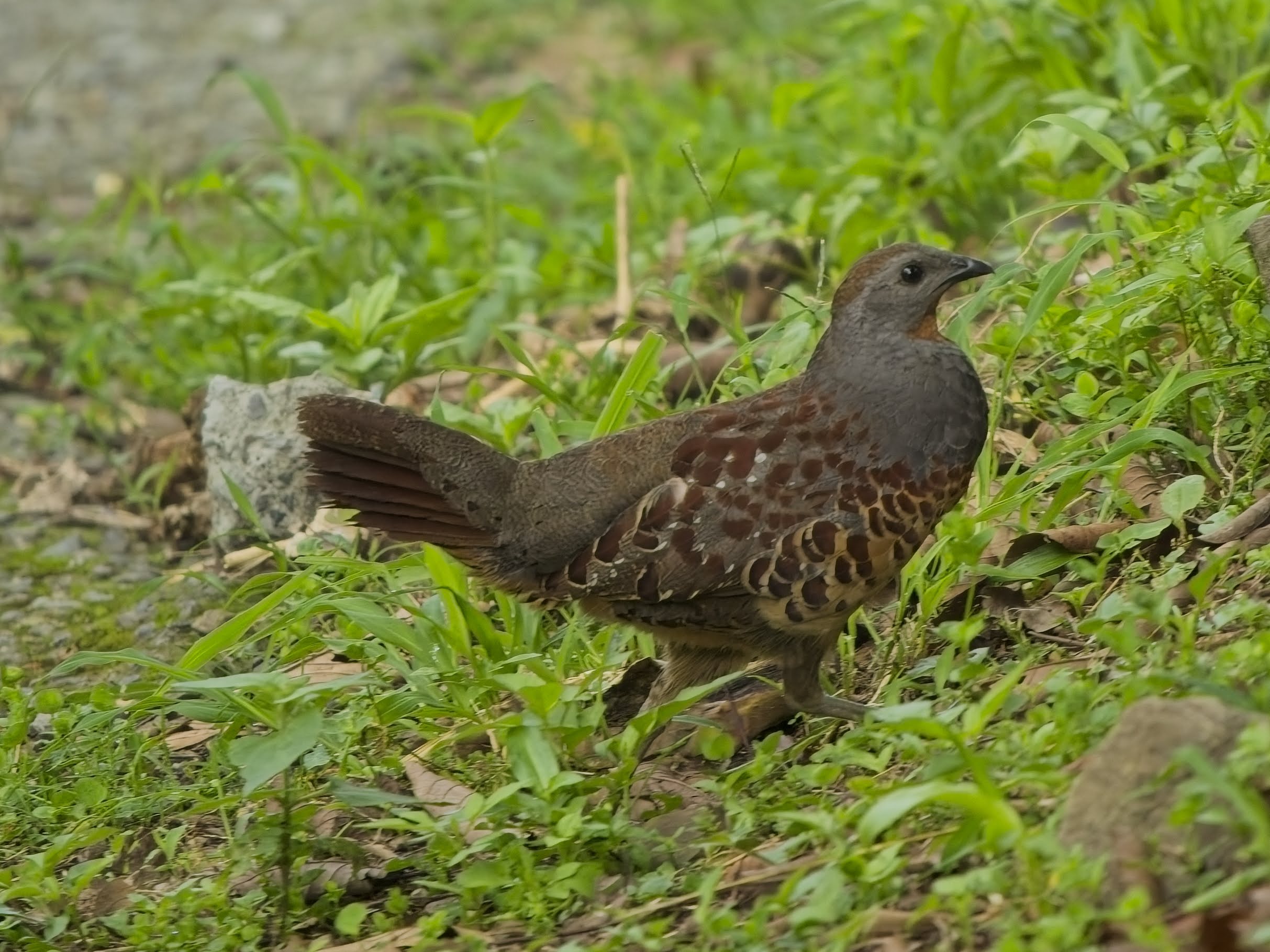 Taiwan Bamboo Partridge