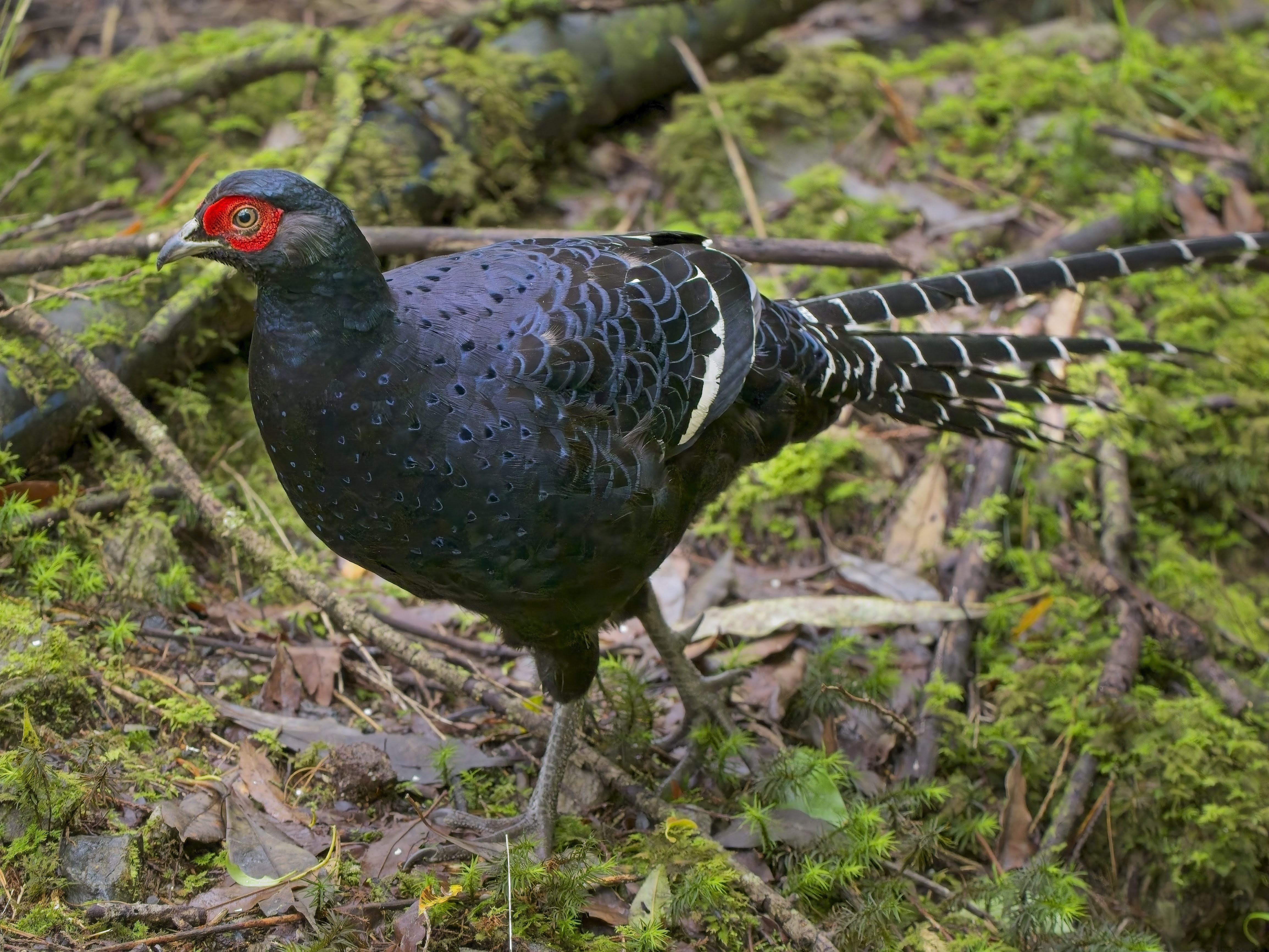 Mikado Pheasant