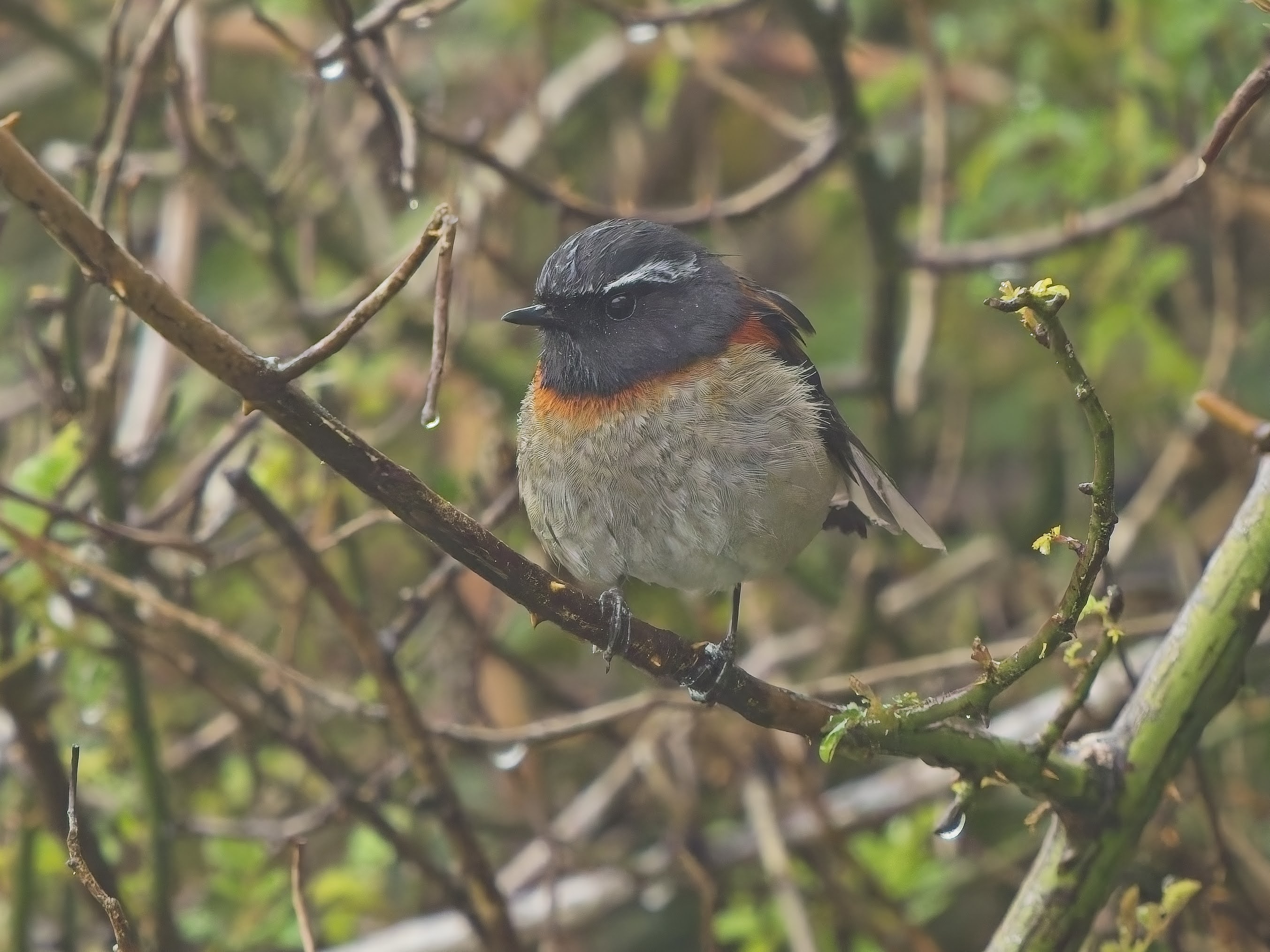 Collared Bush Robin