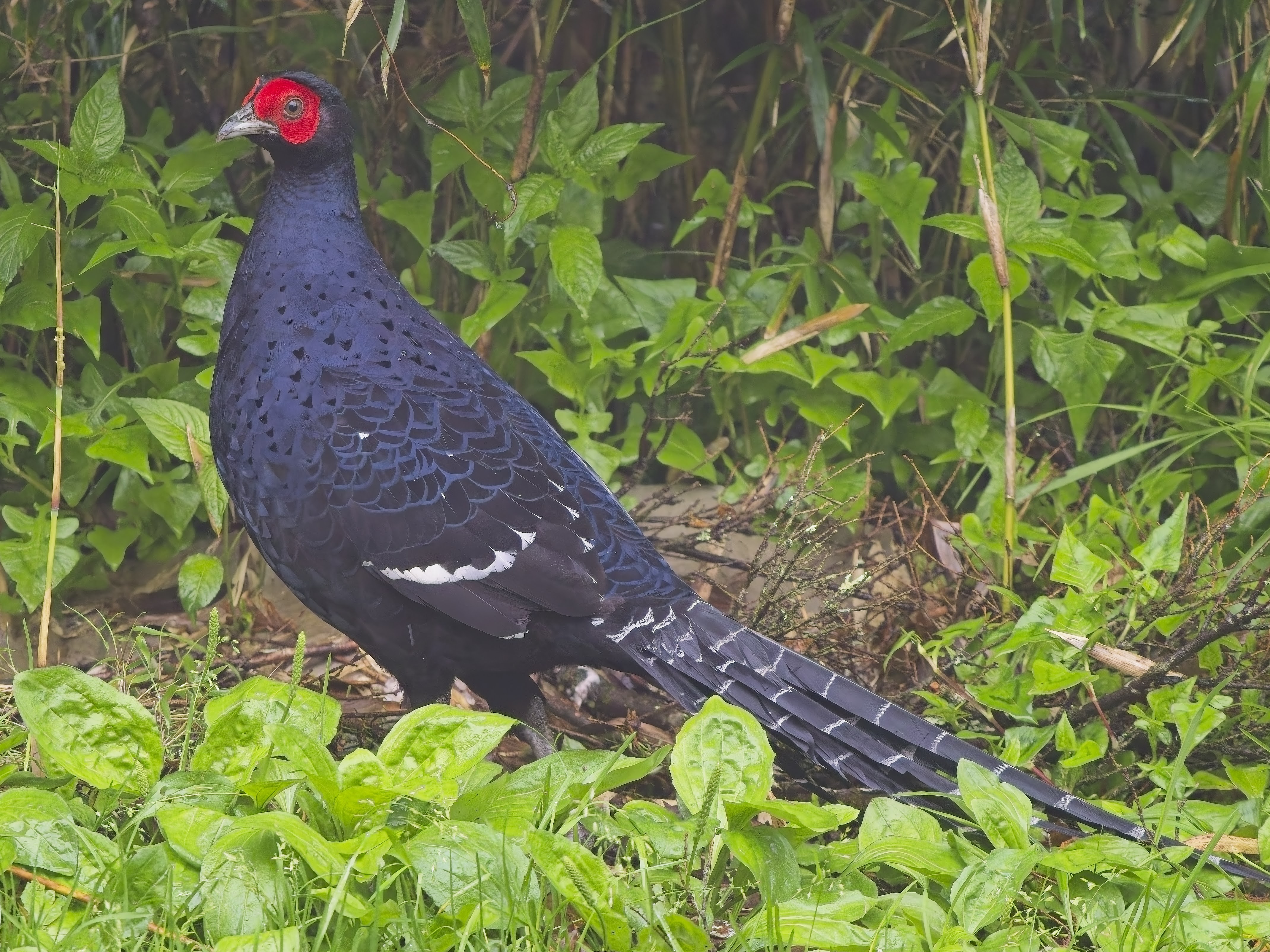 Mikado Pheasant