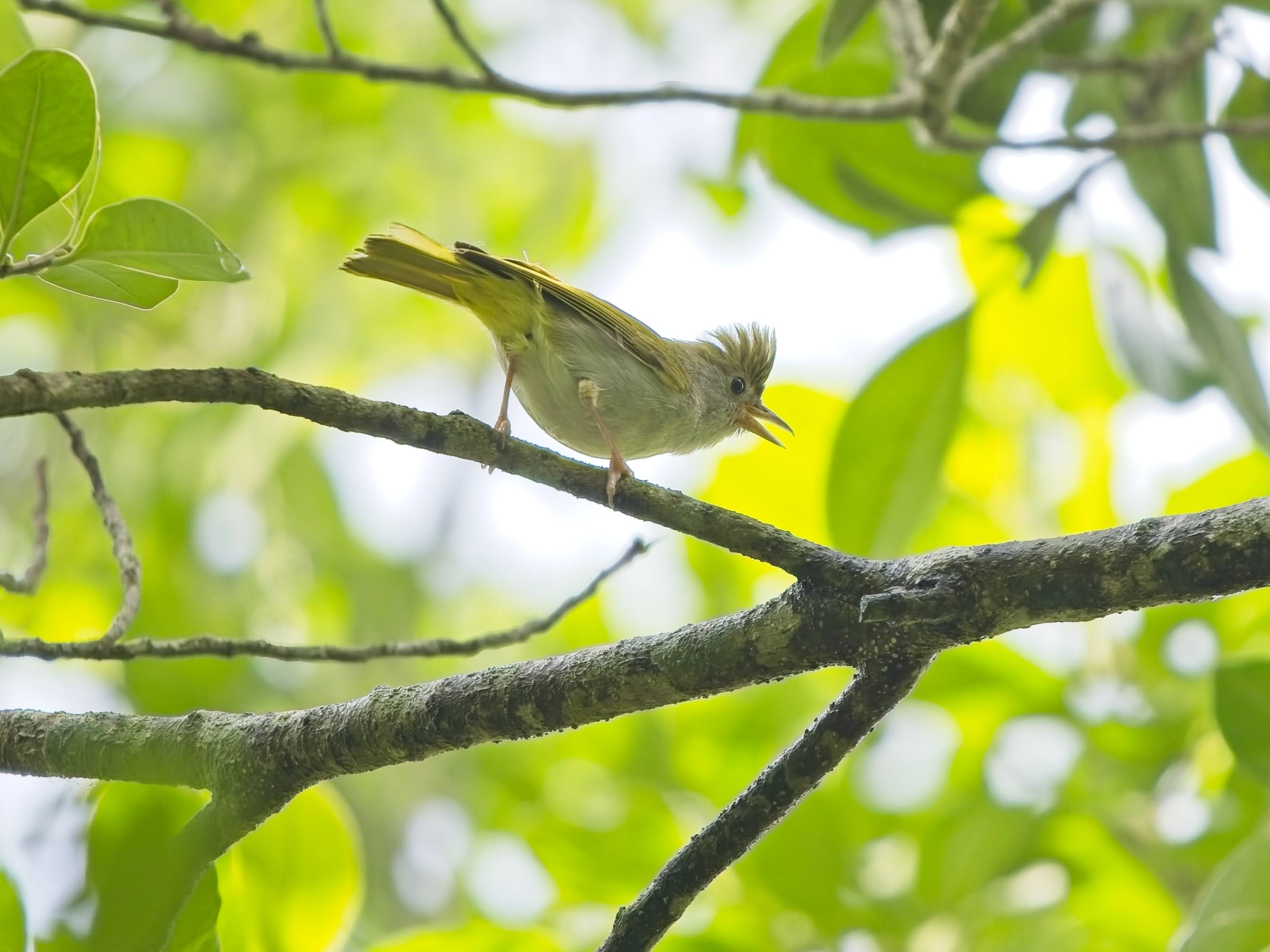 White-bellied Erpornis