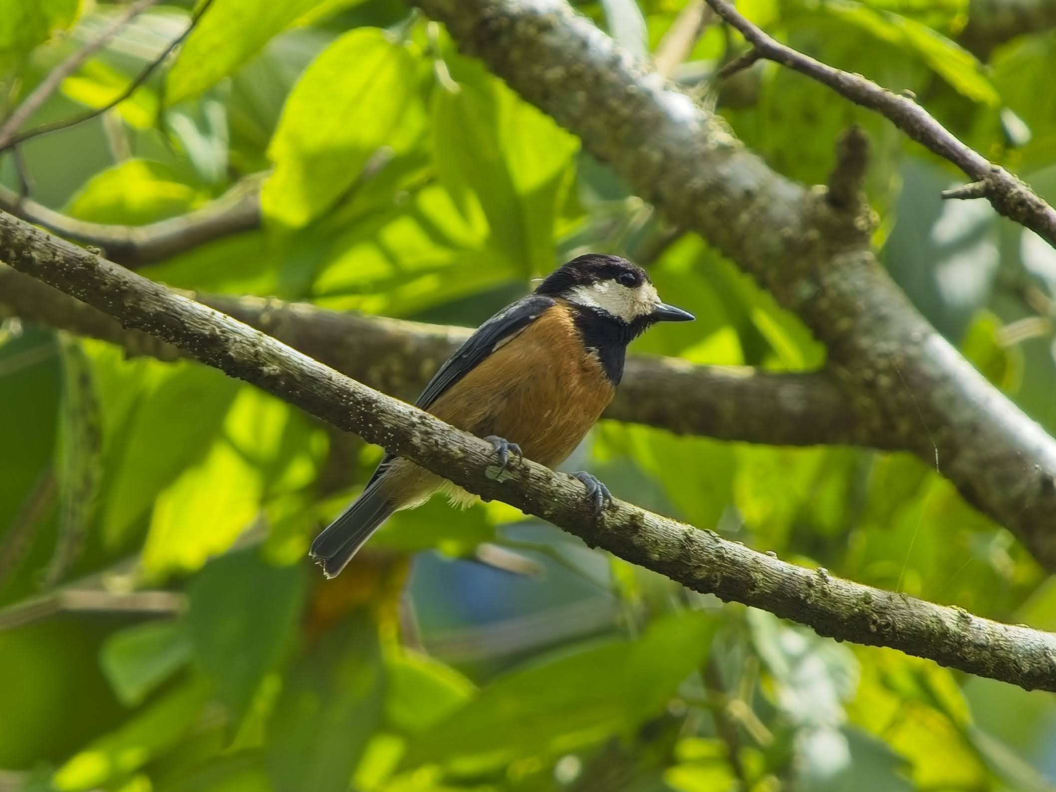 Chestnut-bellied Tit