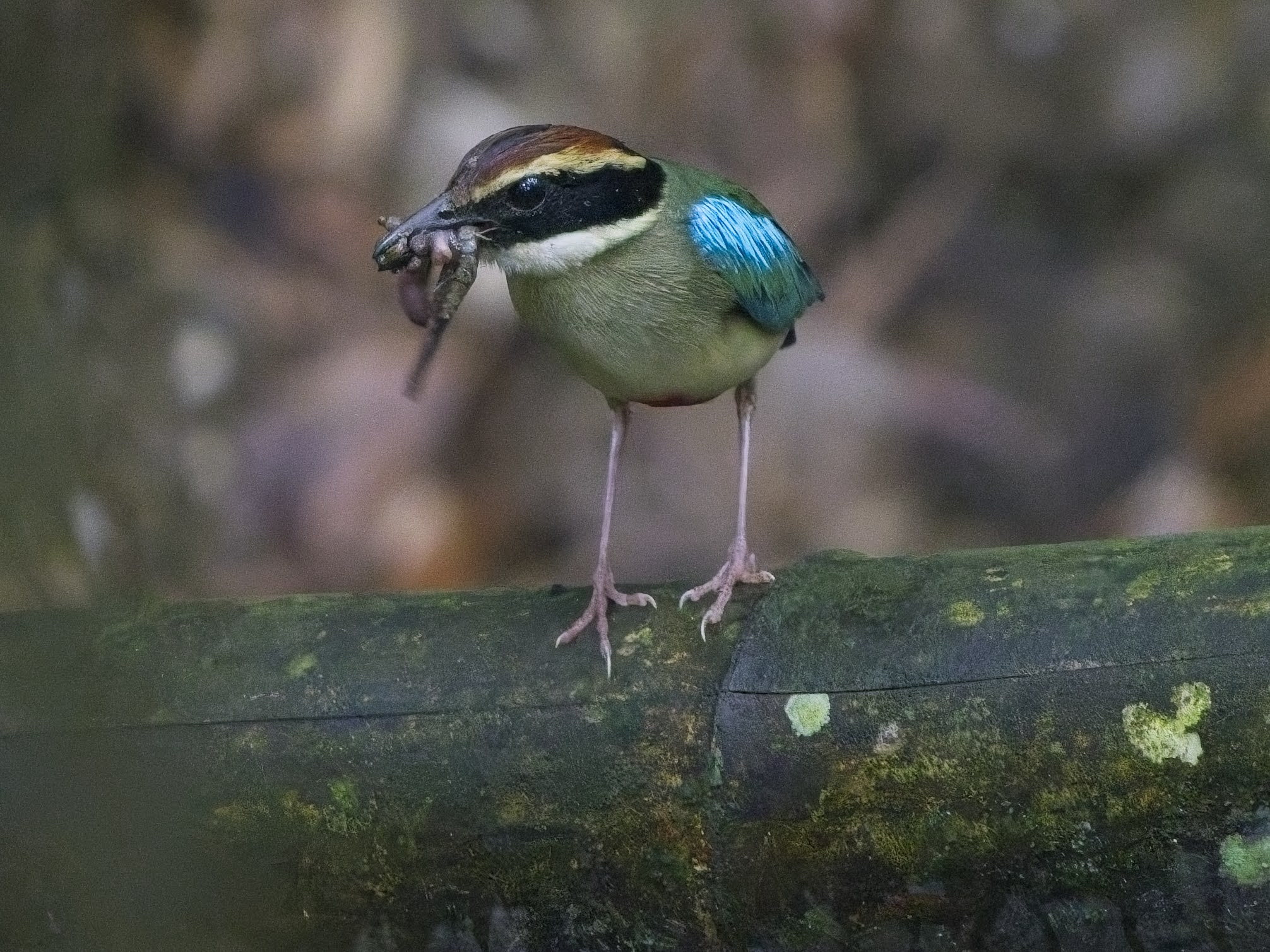 Fairy Pitta