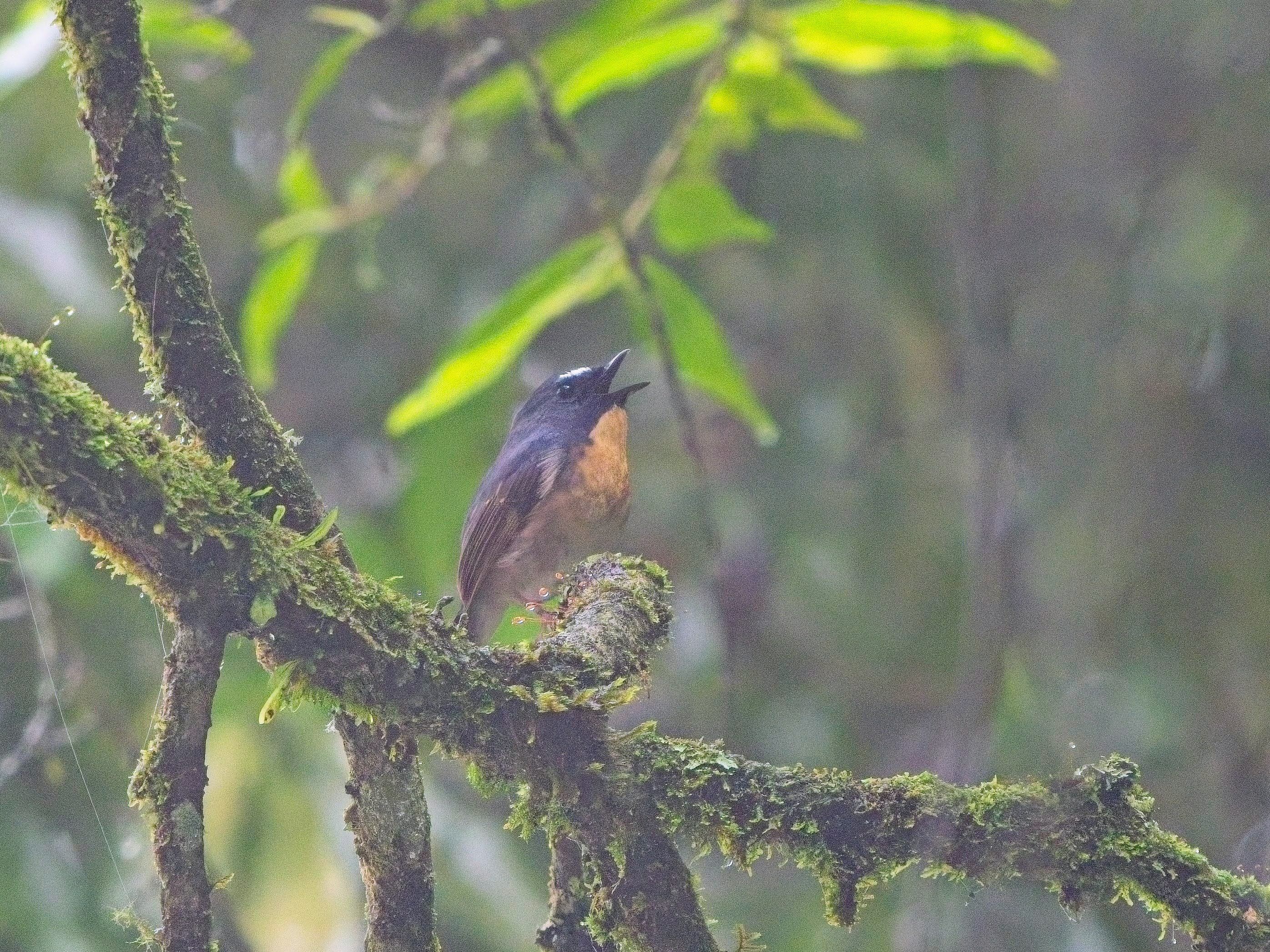 Snowy-browed Flycatcher
