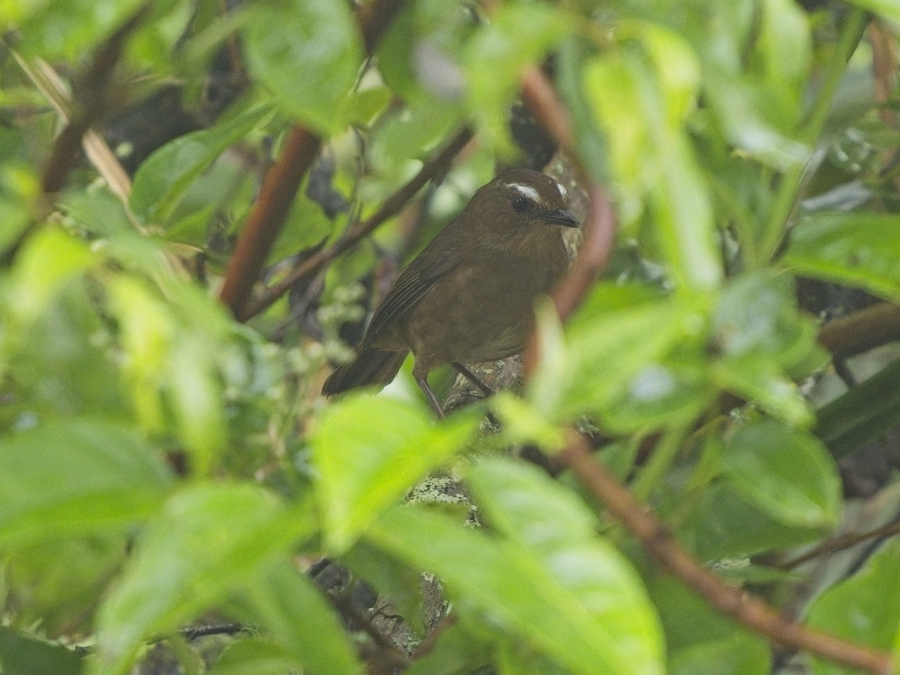 Taiwan Shortwing