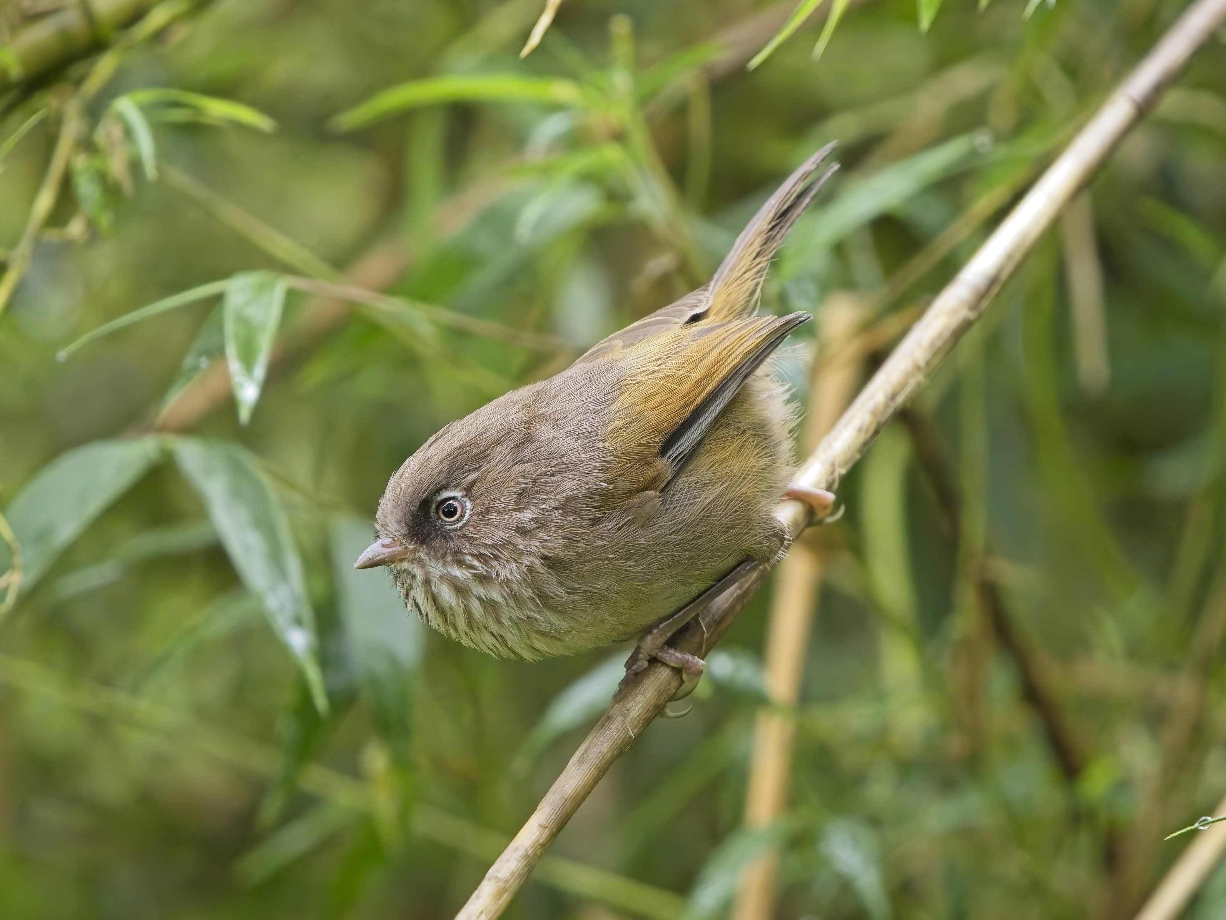 Taiwan Fulvetta